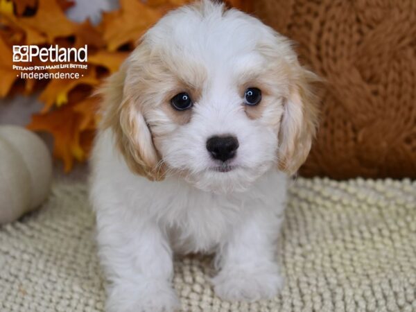 Cavachon-DOG-Male-Blenheim & White-4476-Petland Lee's Summit, MO