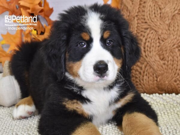 Bernese Mountain Dog-DOG-Male-Tri-4477-Petland Lee's Summit, MO