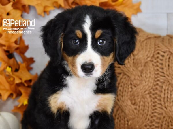 Bernese Mountain Dog-DOG-Female-Tri-4478-Petland Lee's Summit, MO