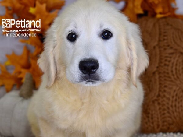 Golden Retriever-DOG-Female-Light Golden-4480-Petland Lee's Summit, MO