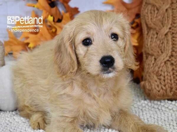 Miniature Goldendoodle-DOG-Female-Golden-4485-Petland Lee's Summit, MO