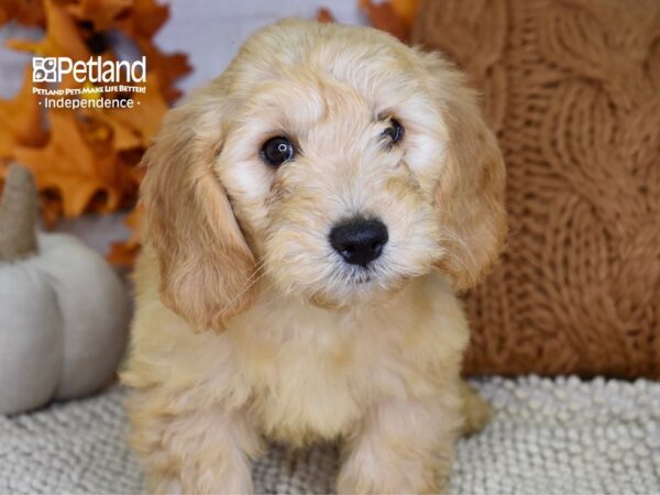 Miniature Goldendoodle-DOG-Male-Golden-4486-Petland Lee's Summit, MO