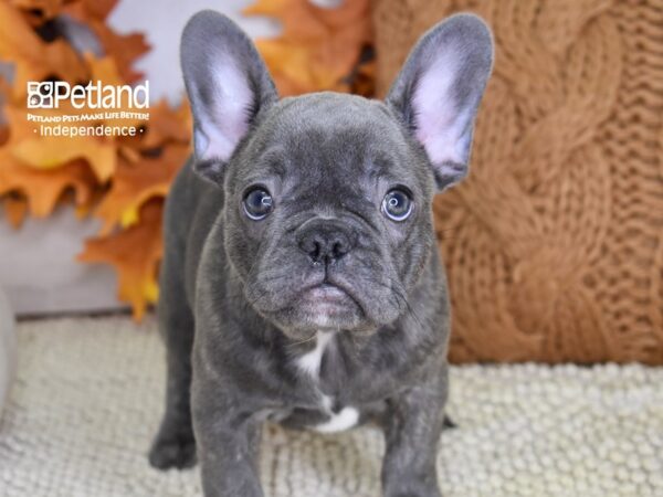French Bulldog-DOG-Female-Blue Brindle-4489-Petland Lee's Summit, MO