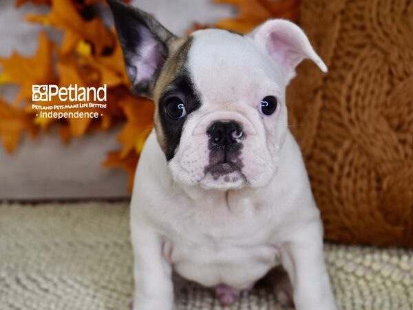 French Bulldog-DOG-Male-White & Tan Piebald-4488-Petland Lee's Summit, MO