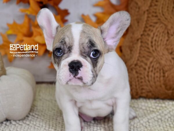 French Bulldog-DOG-Female-White & Tan Piebald-4490-Petland Lee's Summit, MO