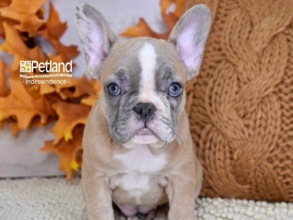 French Bulldog-DOG-Female-Blue Fawn-4491-Petland Lee's Summit, MO