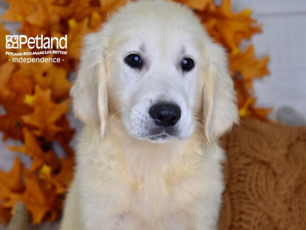 Golden Retriever-DOG-Male-Light Golden-4479-Petland Lee's Summit, MO