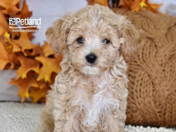 Poodle-DOG-Male-Apricot-4494-Petland Lee's Summit, MO