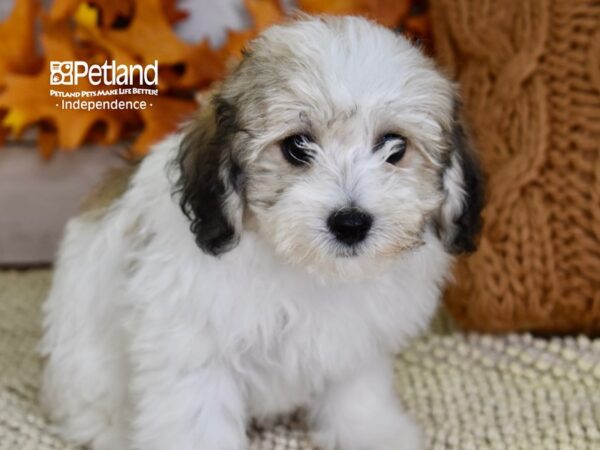 Havapoo-DOG-Female-Black, Tan, & White-4483-Petland Lee's Summit, MO