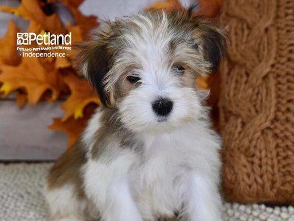 Morkie-DOG-Female-Red & White-4493-Petland Lee's Summit, MO