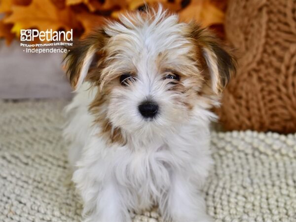 Morkie-DOG-Female-Red & White-4492-Petland Lee's Summit, MO