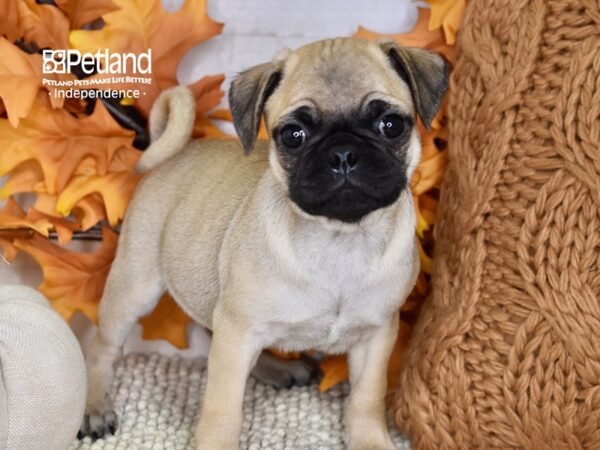 Bugg-DOG-Male-Fawn-4496-Petland Lee's Summit, MO