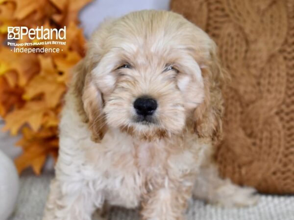 Cockapoo-DOG-Male-Apricot-4464-Petland Lee's Summit, MO