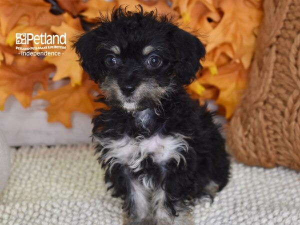 Chi-Poo-DOG-Female-Black & Tan-4500-Petland Lee's Summit, MO