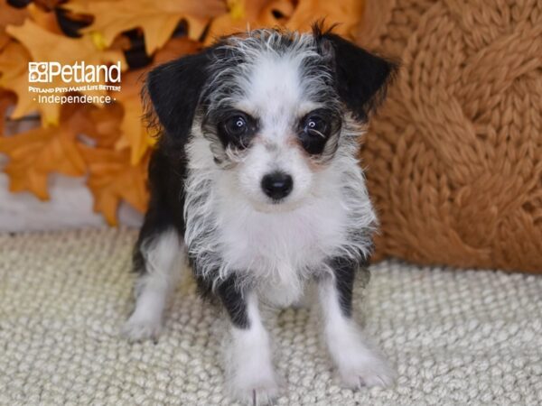 Chi-Poo-DOG-Female-Black & White-4501-Petland Lee's Summit, MO