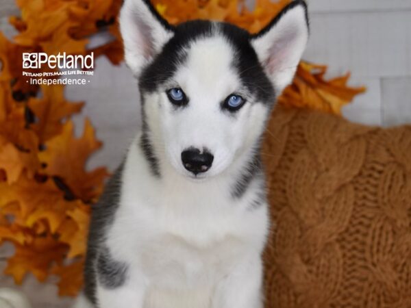 Siberian Husky-DOG-Female-Black & White-4504-Petland Lee's Summit, MO