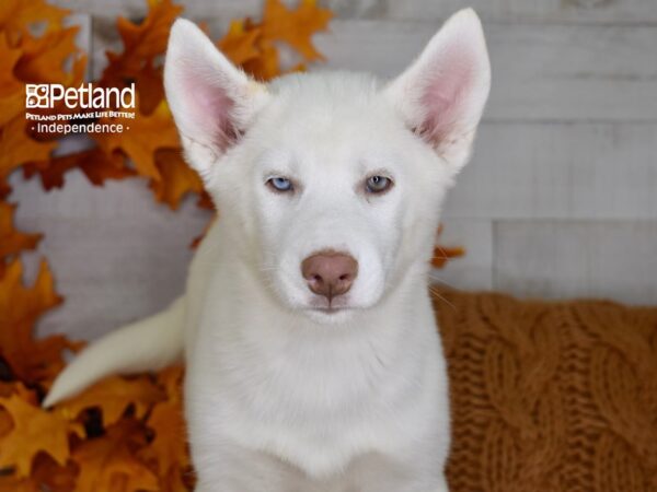 Siberian Husky-DOG-Male-White-4503-Petland Lee's Summit, MO
