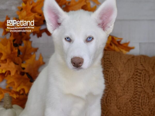 Siberian Husky-DOG-Male-White-4502-Petland Lee's Summit, MO