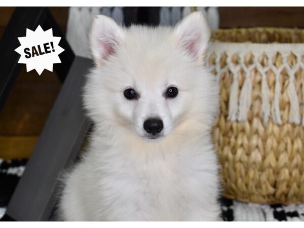 American Eskimo-DOG-Male-White-4345-Petland Lee's Summit, MO