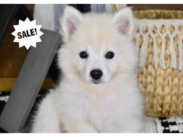 American Eskimo-DOG-Male-White-4346-Petland Lee's Summit, MO