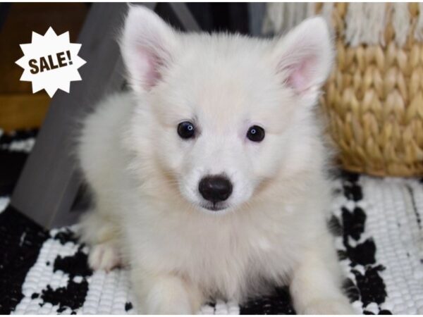 American Eskimo-DOG-Male-White-4347-Petland Lee's Summit, MO