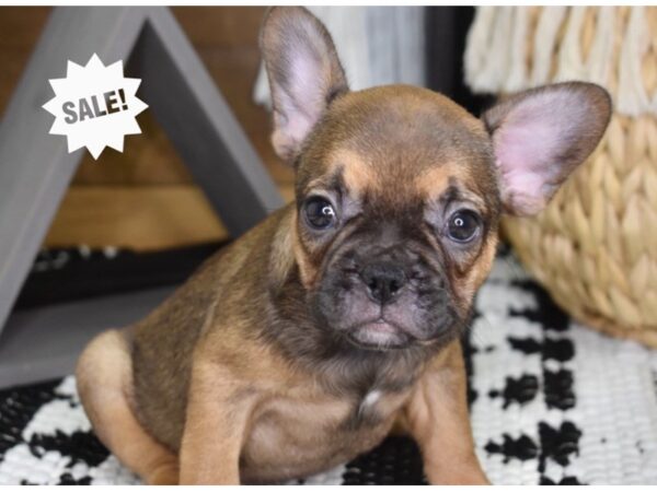 French Bulldog-DOG-Female-Sable-4355-Petland Lee's Summit, MO