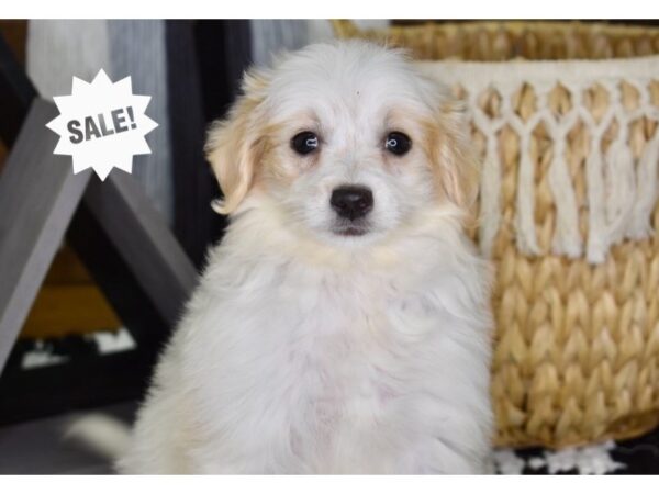 Eskipoo-DOG-Female-White-4371-Petland Lee's Summit, MO
