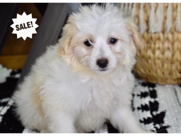 Eskipoo-DOG-Female-White-4372-Petland Lee's Summit, MO