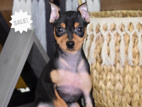 Miniature Pinscher-DOG-Female-Black & Rust-4379-Petland Lee's Summit, MO