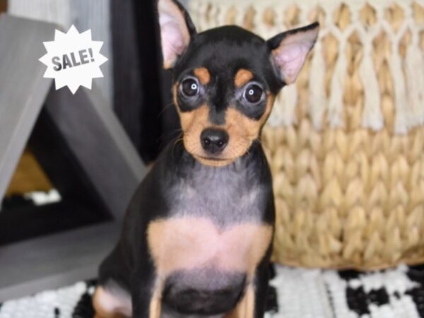 Miniature Pinscher-DOG-Female-Black & Rust-4380-Petland Lee's Summit, MO