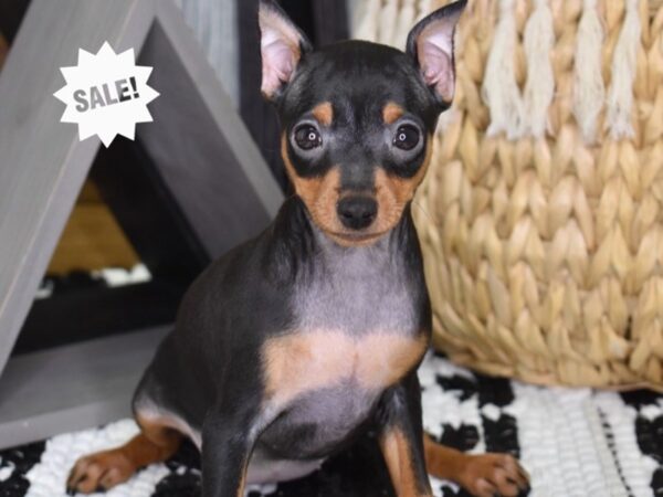 Miniature Pinscher-DOG-Female-Black & Rust-4381-Petland Lee's Summit, MO