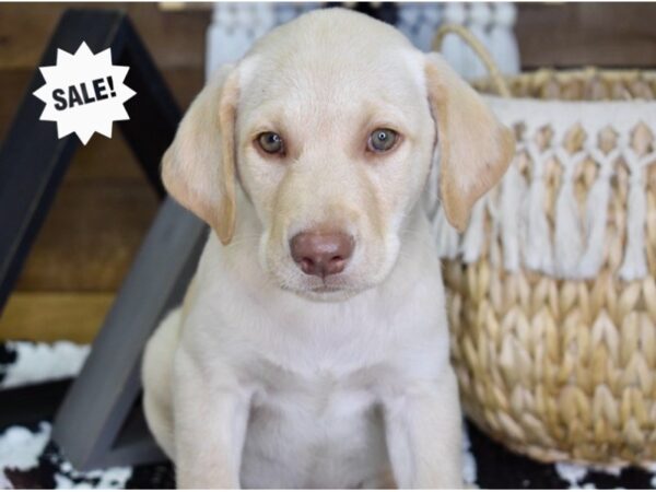 Labrador Retriever-DOG-Male-Yellow-4406-Petland Lee's Summit, MO