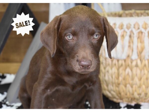 Labrador Retriever-DOG-Female-Chocolate-4407-Petland Lee's Summit, MO