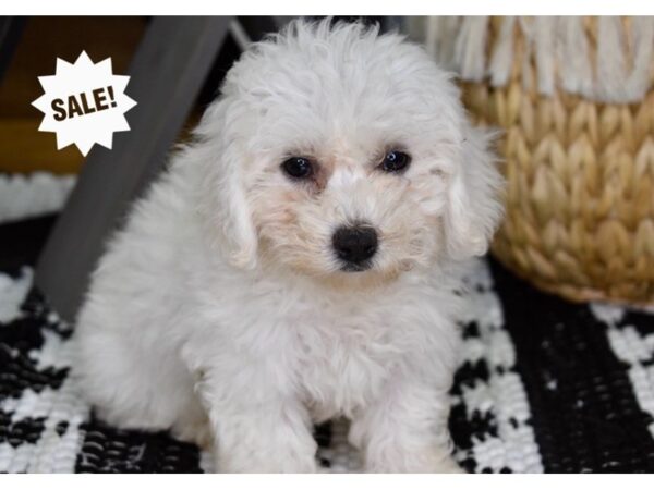 Bichon-Poo-DOG-Female-White-4409-Petland Lee's Summit, MO