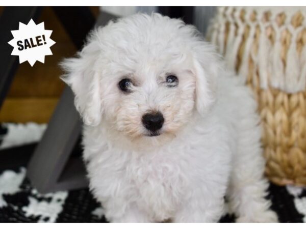 Bichon-Poo-DOG-Female-White-4408-Petland Lee's Summit, MO