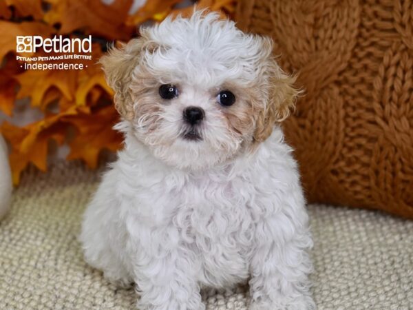 Shih Poo-DOG-Female-Blenheim & White-4505-Petland Lee's Summit, MO