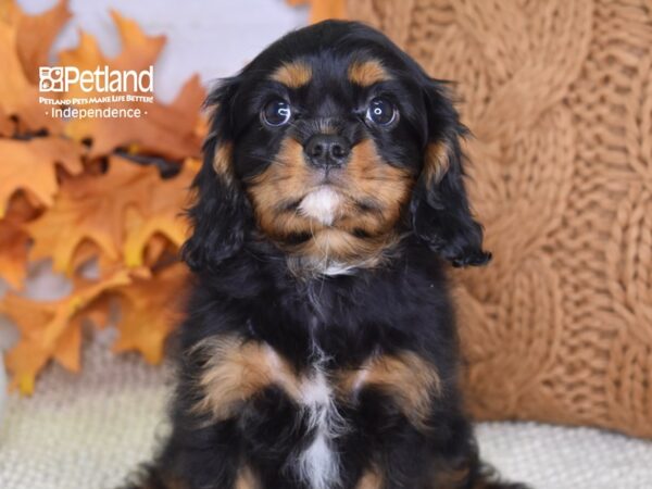 Cavalier King Charles Spaniel-DOG-Male-Black & tan-4506-Petland Lee's Summit, MO