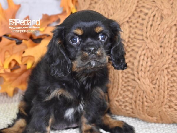 Cavalier King Charles Spaniel-DOG-Female-Black & Tan-4507-Petland Lee's Summit, MO