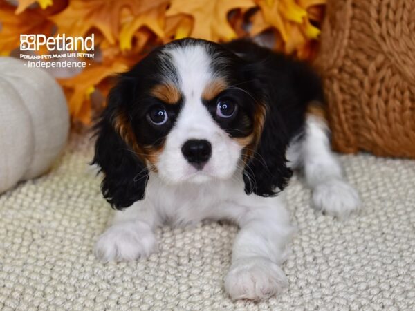 Cavalier King Charles Spaniel-DOG-Female-Tri-4508-Petland Lee's Summit, MO