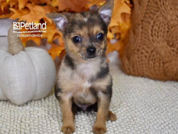 Pomchi-DOG-Male-Red Merle-4509-Petland Lee's Summit, MO