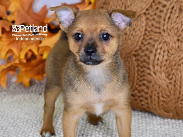 Pomchi-DOG-Female-Sable-4510-Petland Lee's Summit, MO