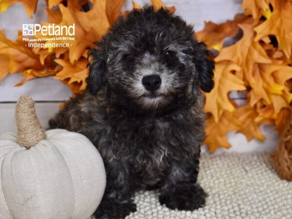 Havapoo-DOG-Female-Brindle-4511-Petland Lee's Summit, MO