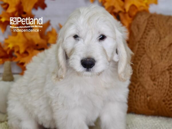 Miniature Goldendoodle-DOG-Male-Light Golden-4519-Petland Lee's Summit, MO