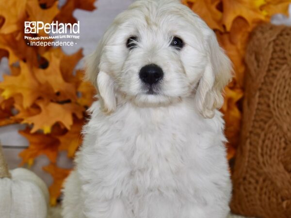 Miniature Goldendoodle-DOG-Female-Light Golden-4518-Petland Lee's Summit, MO