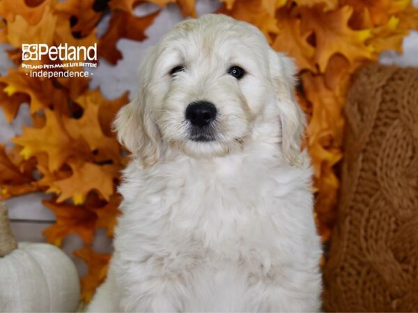 Miniature Goldendoodle-DOG-Male-Light Golden-4520-Petland Lee's Summit, MO