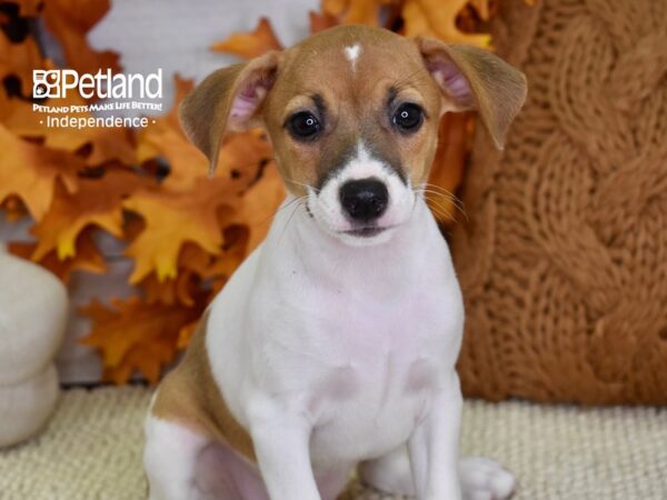 Jack Russell Terrier-DOG-Female-Tan & White-4514-Petland Lee's Summit, MO