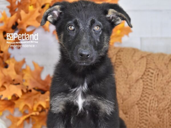 German Shepherd-DOG-Female-Black & Tan-4522-Petland Lee's Summit, MO