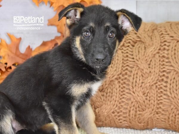 German Shepherd-DOG-Female-Black & Tan-4521-Petland Lee's Summit, MO