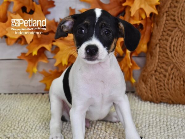 Jack Russell Terrier-DOG-Male-Tri-4516-Petland Lee's Summit, MO