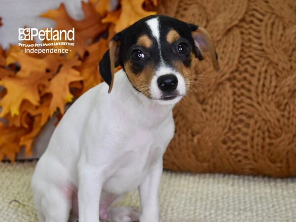 Jack Russell Terrier-DOG-Male-Tri-4517-Petland Lee's Summit, MO
